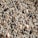 A close-up view of a diverse assortment of seeds, including pumpkin seeds, sunflower seeds, sesame seeds, and others. The seeds vary in size, shape, and color, creating a textured and earthy composition.