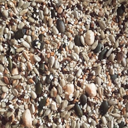 Building Your Brand with Alsahar Premium Seeds: A Comprehensive Website Guide