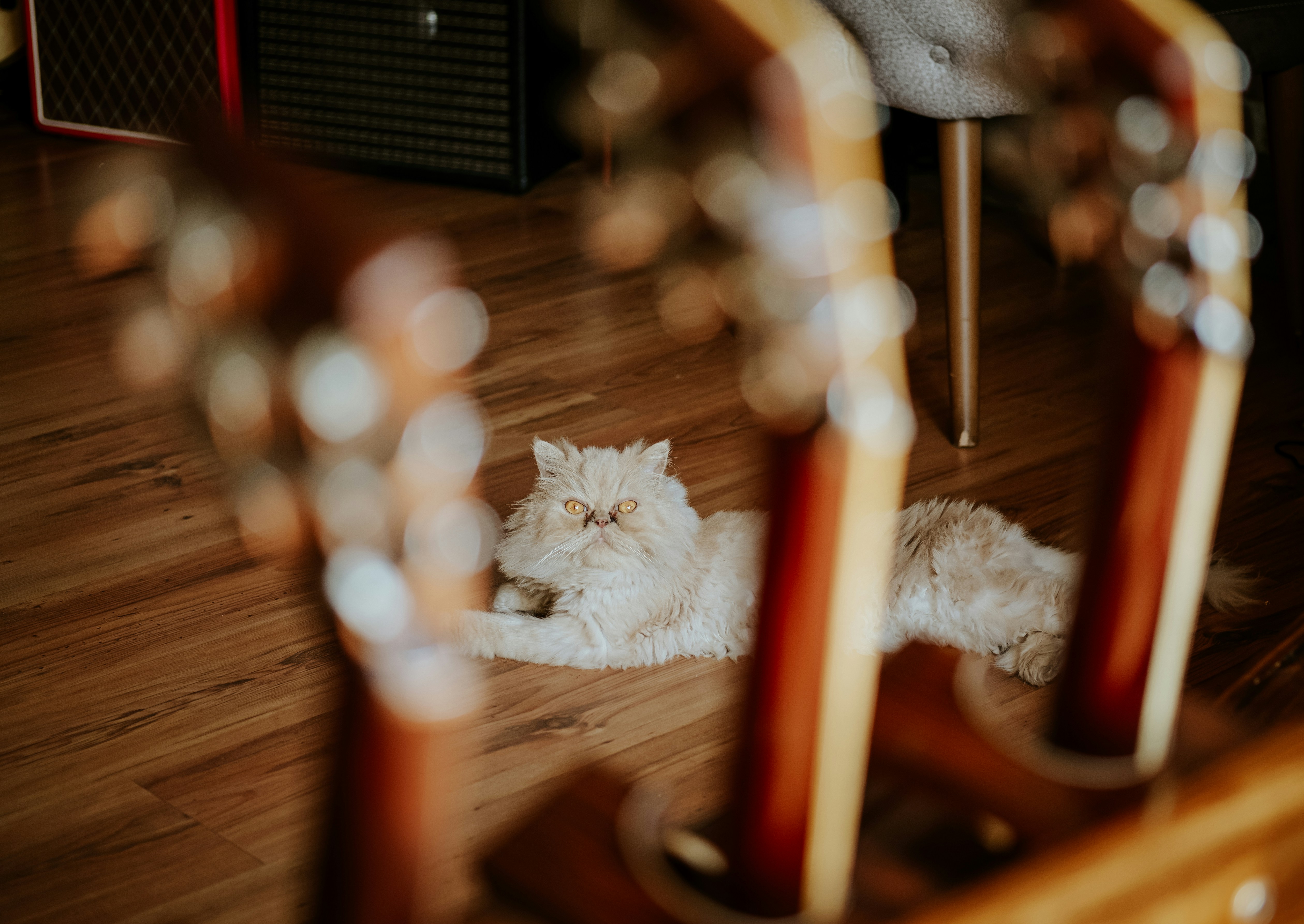 What If My Cat Doesn’t Like Music? (image credits: unsplash)