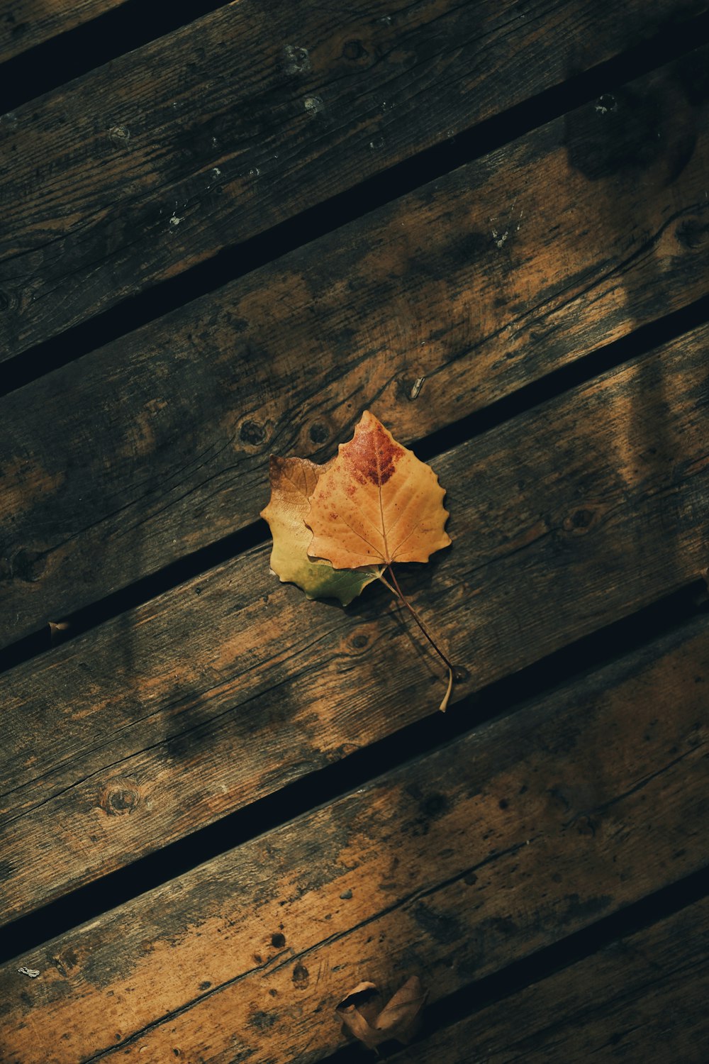 brown maple leaf on brown wooden surface