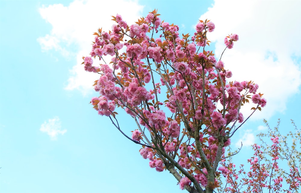 pink and white flowers under blue sky during daytime