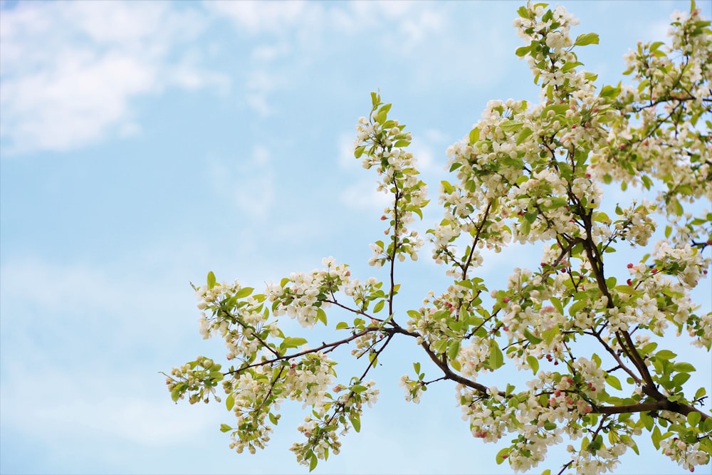 green leaf tree under blue sky during daytime