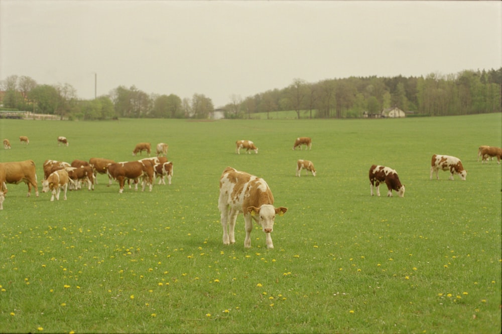 herd of cow on green grass field during daytime