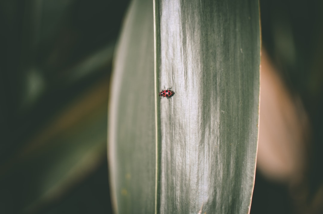 black and red bug on green leaf
