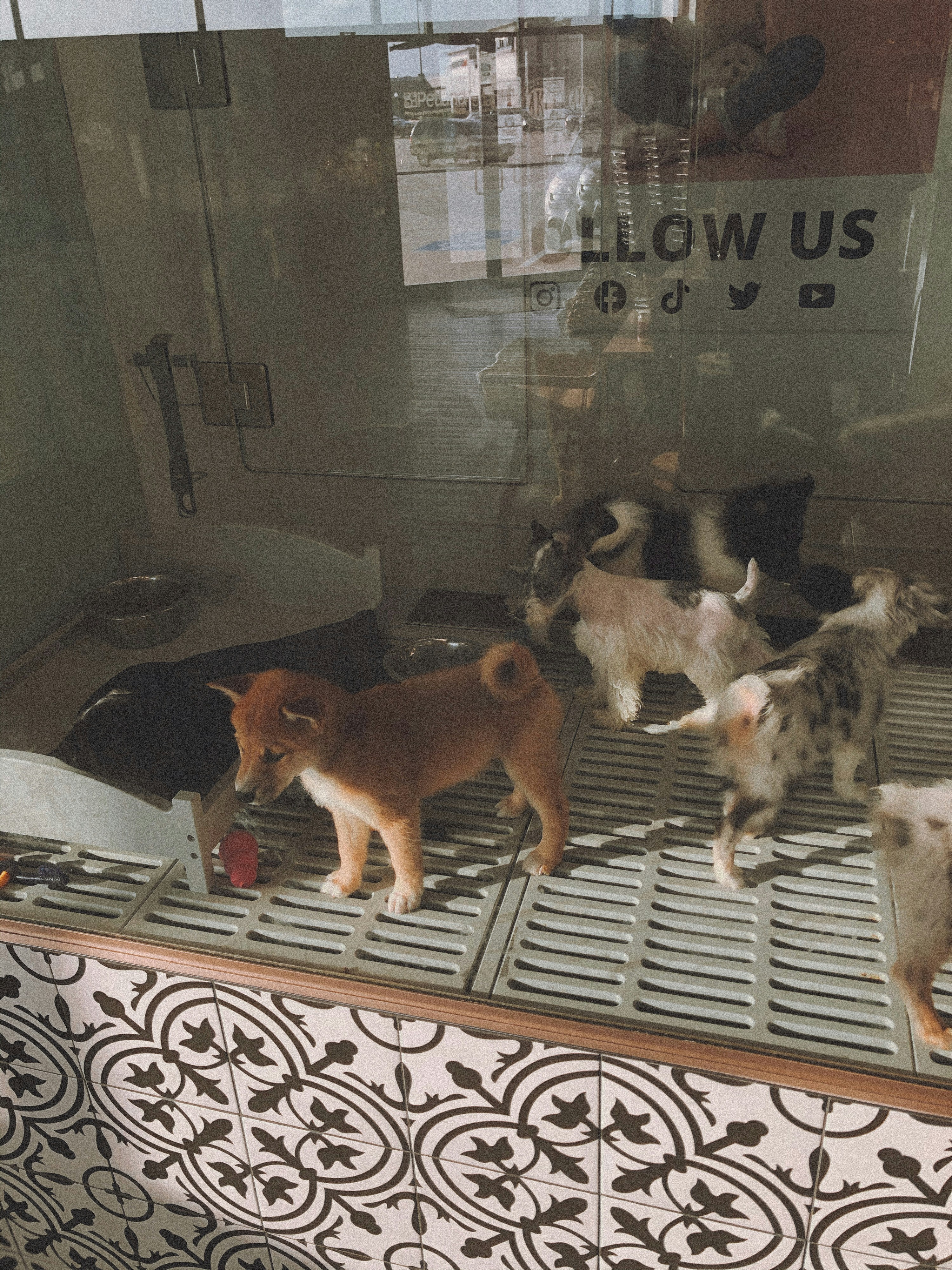 Group of puppies of different breeds playing together in a sunny enclosure