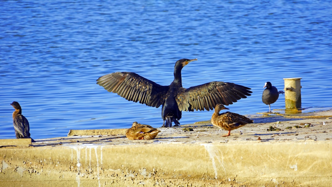 black bird on brown concrete wall near body of water during daytime