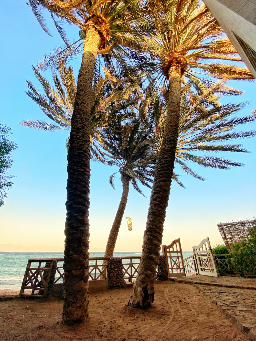 palm tree near body of water during daytime