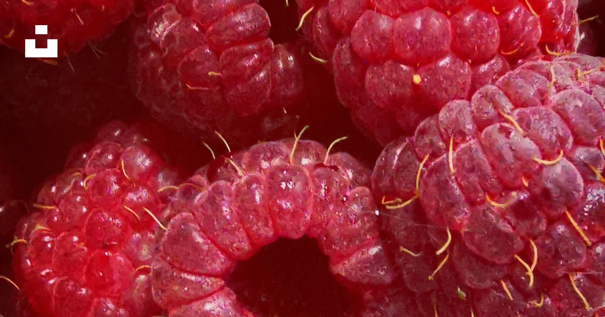 Red raspberry fruits in close up photography photo – Free Food Image on ...