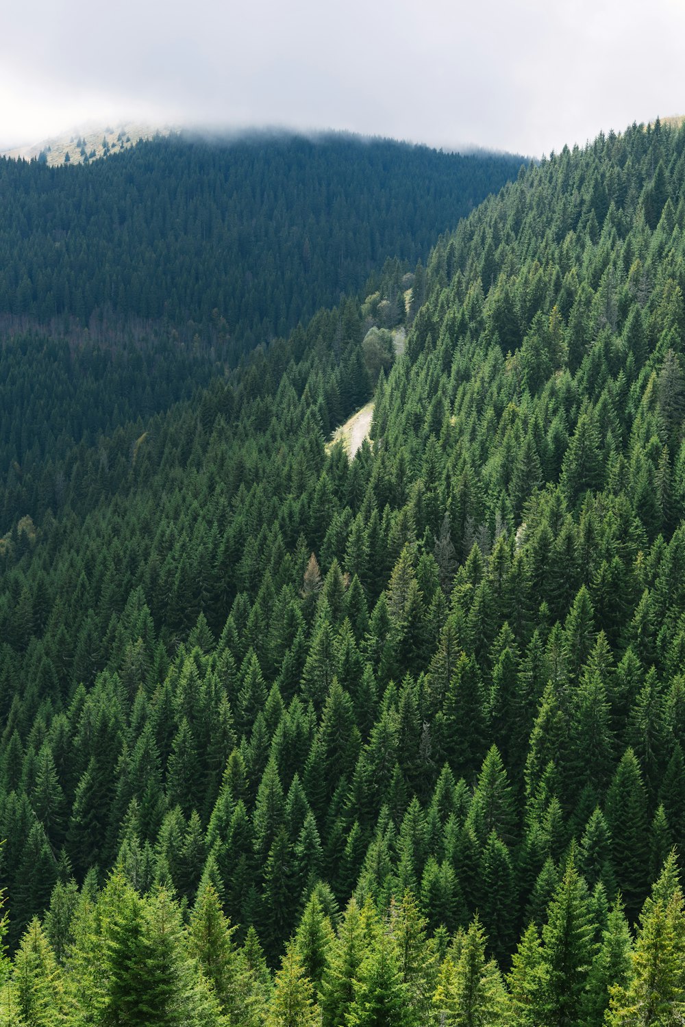 green pine trees on mountain during daytime