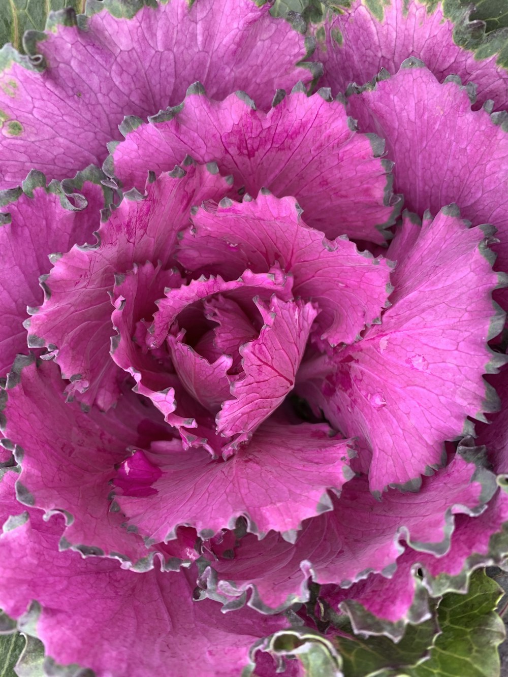 flor rosa en fotografía de primer plano
