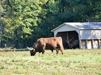 A highland cow with large curved horns is grazing in a grassy field. Another cow is partially visible inside a wooden shed. The scene is bordered by a dense forest with lush green foliage, indicating a natural and rural environment.