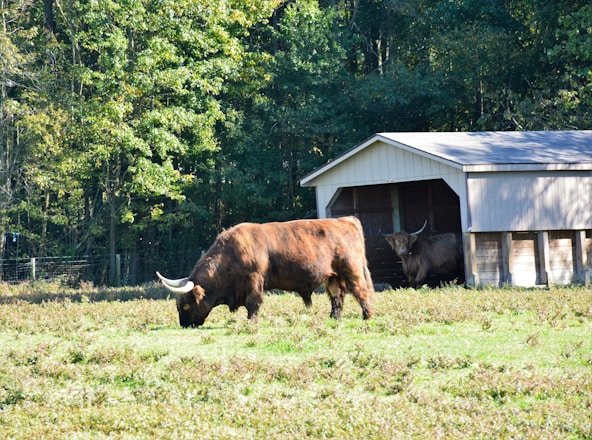 A highland cow with large curved horns is grazing in a grassy field. Another cow is partially visible inside a wooden shed. The scene is bordered by a dense forest with lush green foliage, indicating a natural and rural environment.