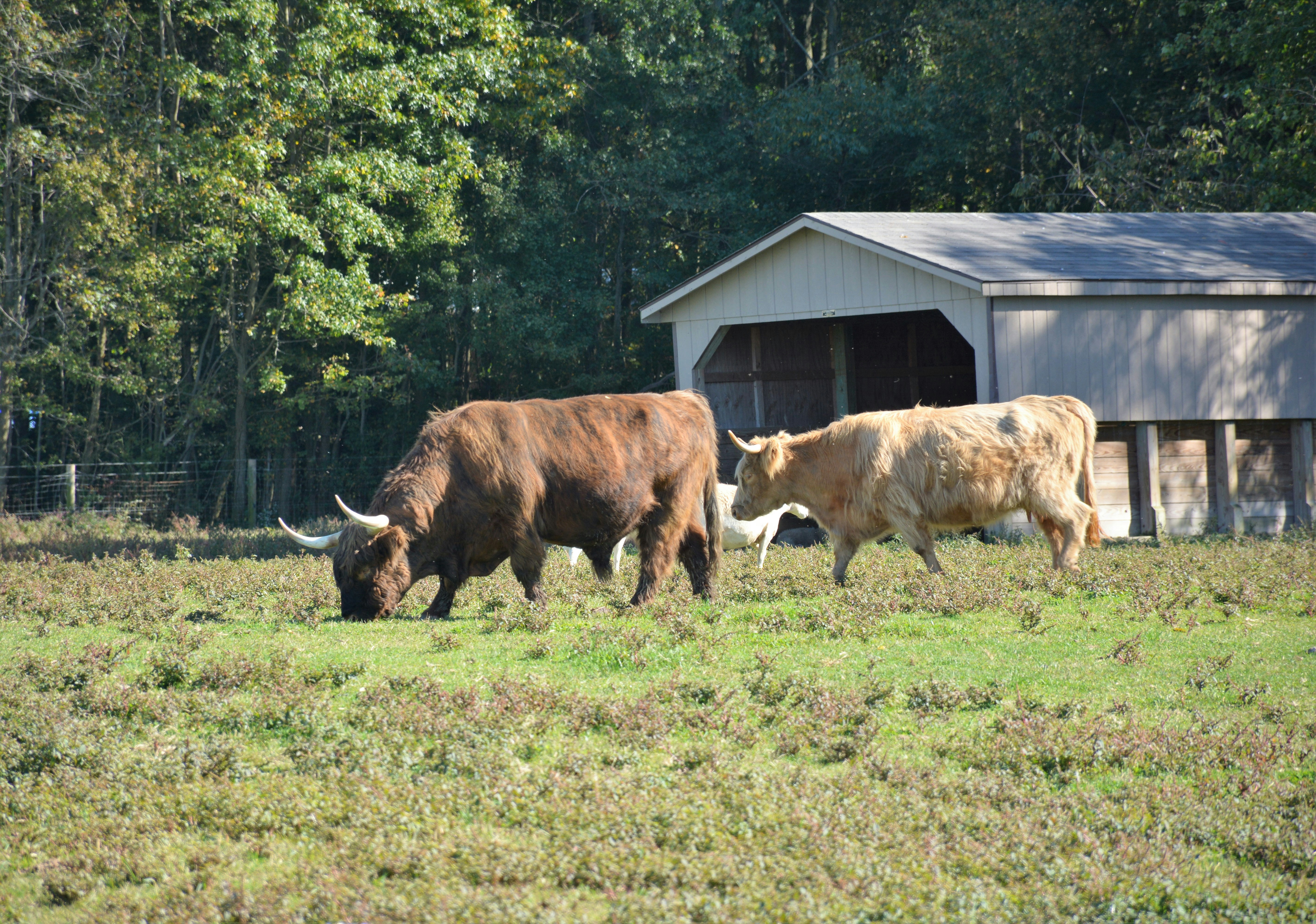 Wagyu Steak and Japanese Farm
