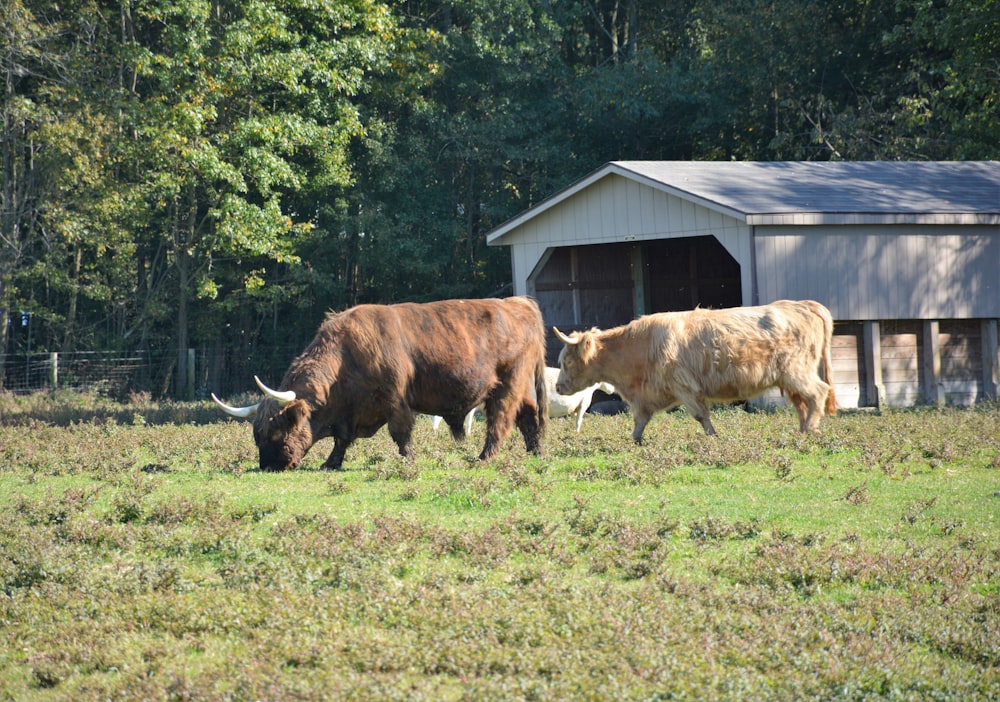 brown and white cow on green grass field during daytime