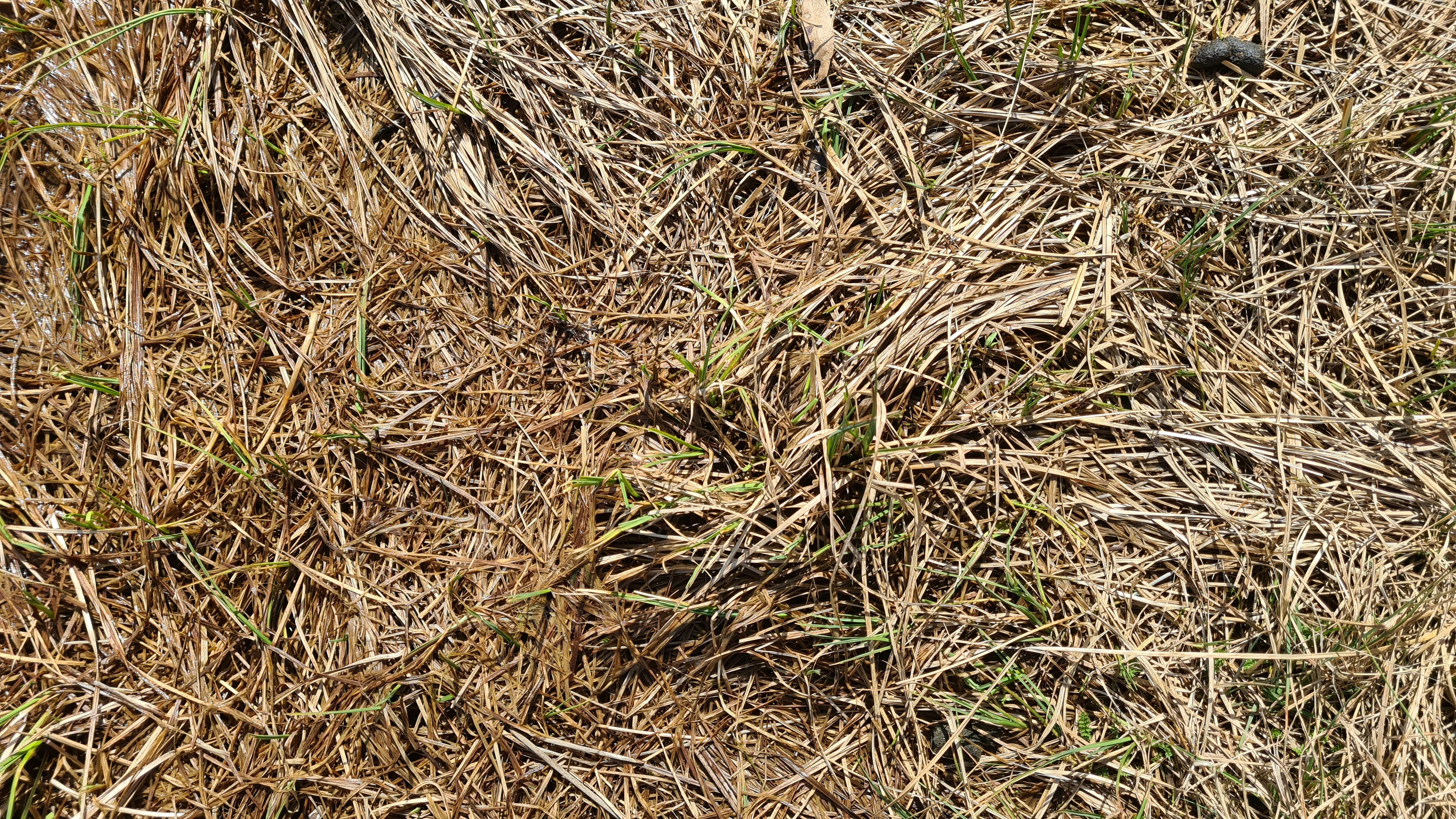 Dry grass with new green