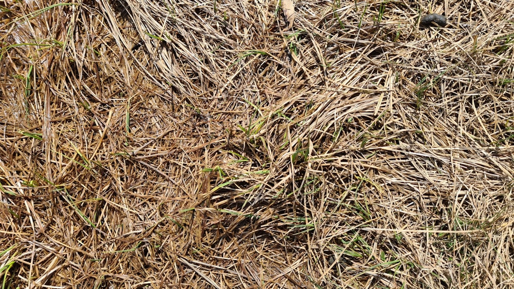 brown and green grass field