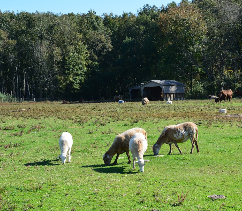 herd of white sheep on green grass field during daytime