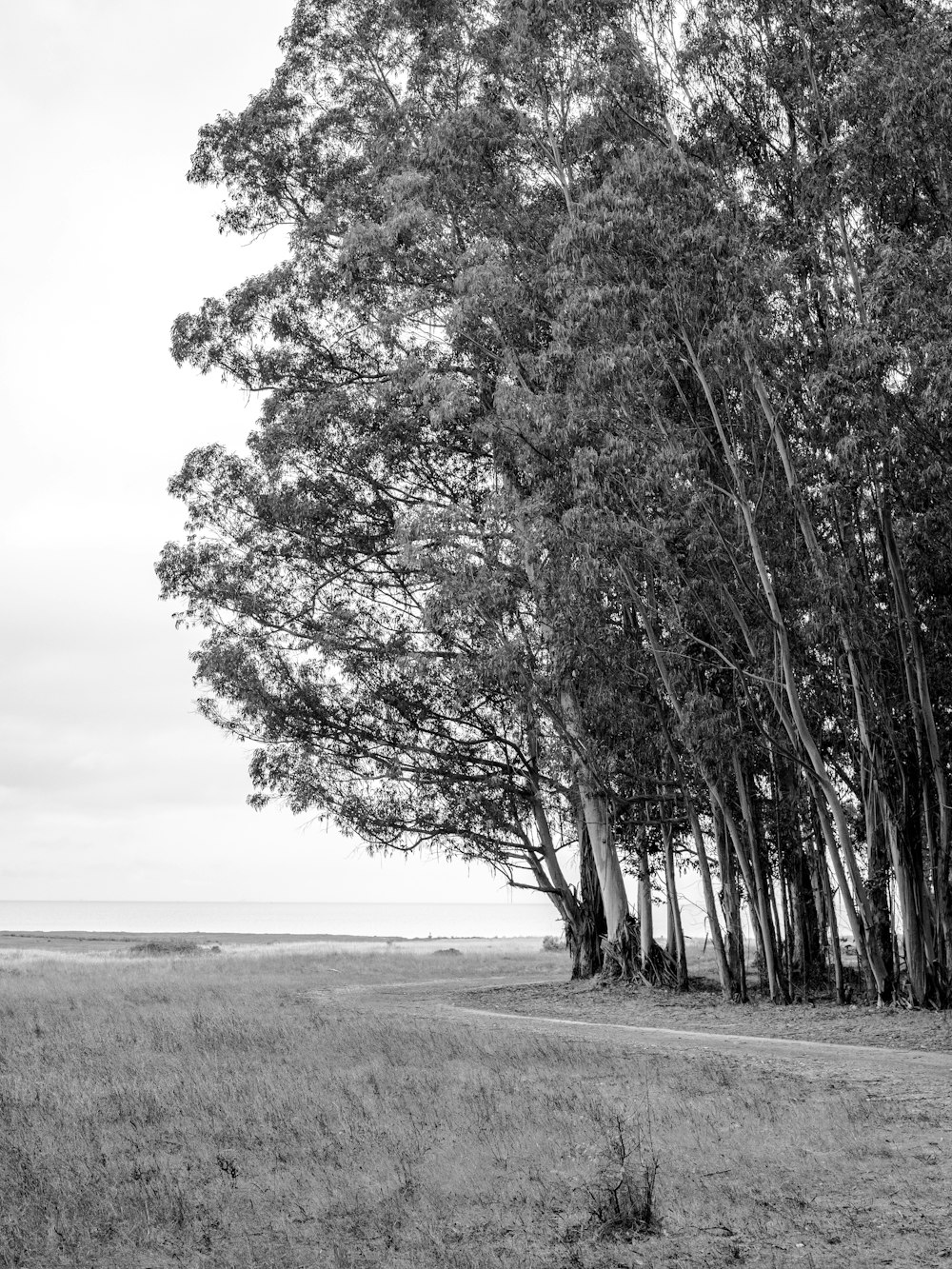 grayscale photo of tree on field