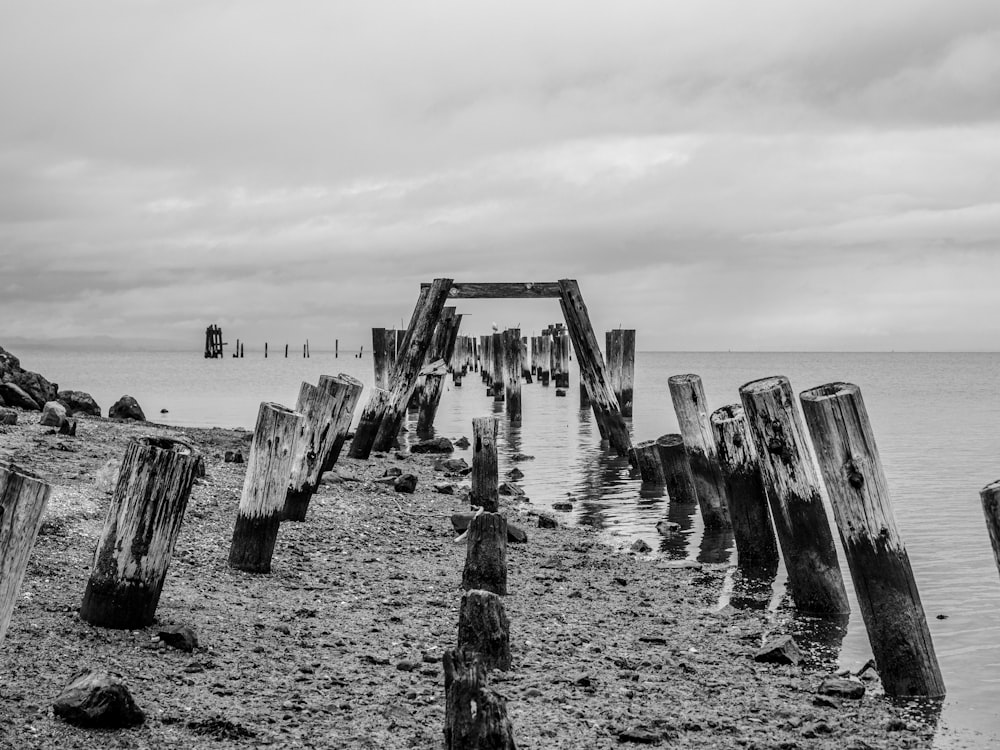 grayscale photo of wood logs on beach