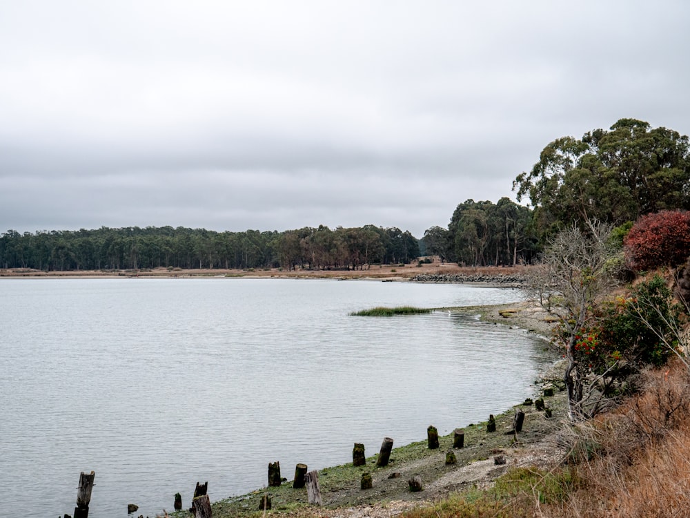 green trees near body of water under white sky during daytime