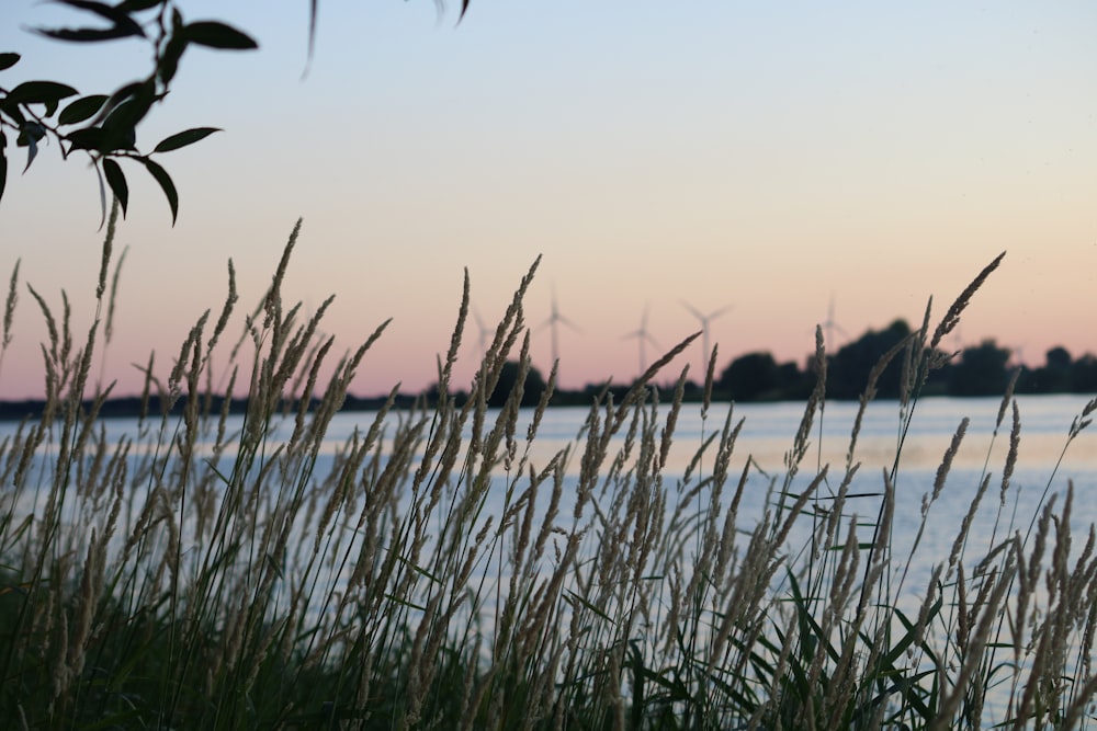 green grass near body of water during sunset