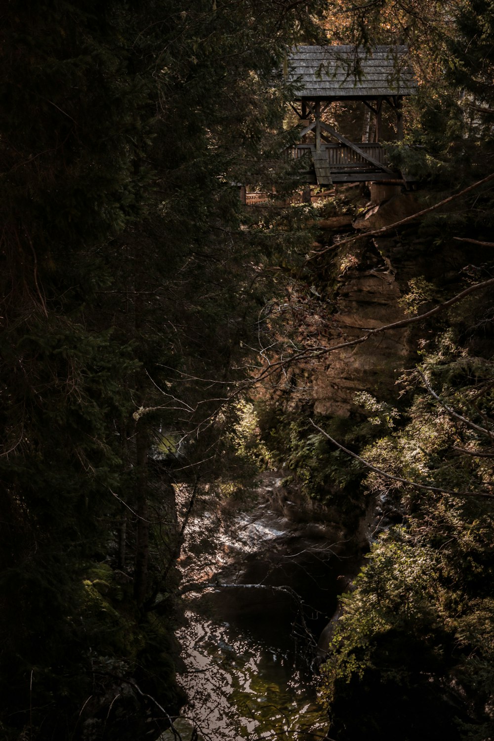 green trees near river during daytime