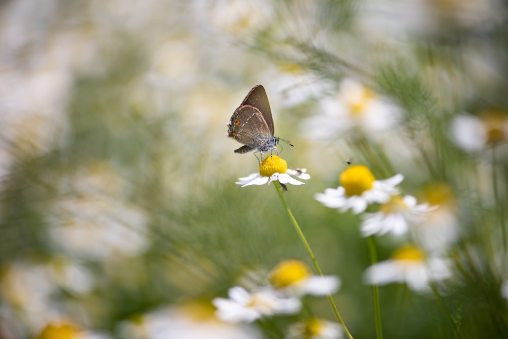 틸트 시프트 렌즈의 노란색 꽃에 앉은 갈색과 흰색 나비
