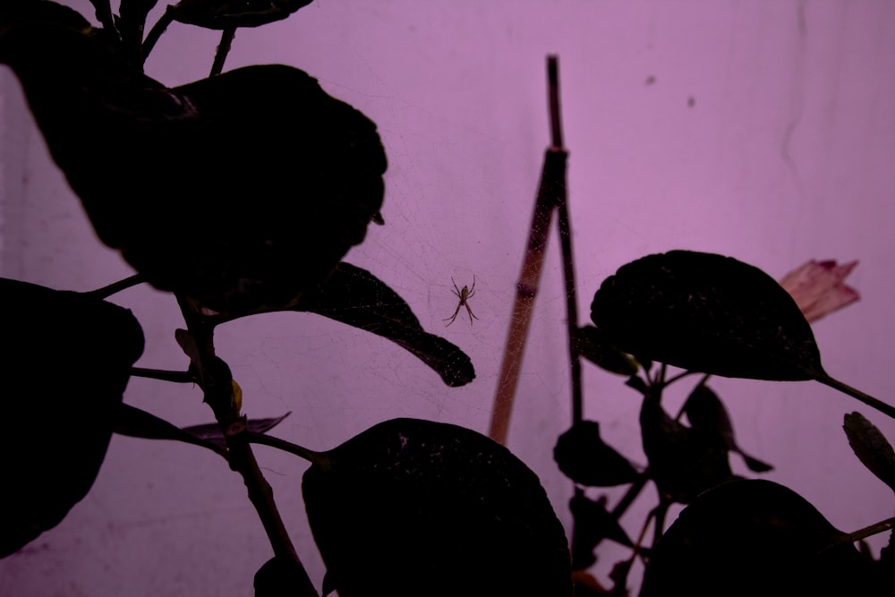 silhouette of plant during daytime