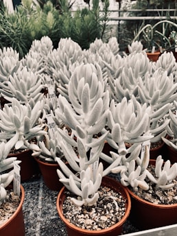 Clusters of potted succulents with pale green, fleshy leaves are arranged neatly. Each plant is labeled with a small tag, and they are situated in a setting suggestive of a greenhouse, with a backdrop of various greenery.