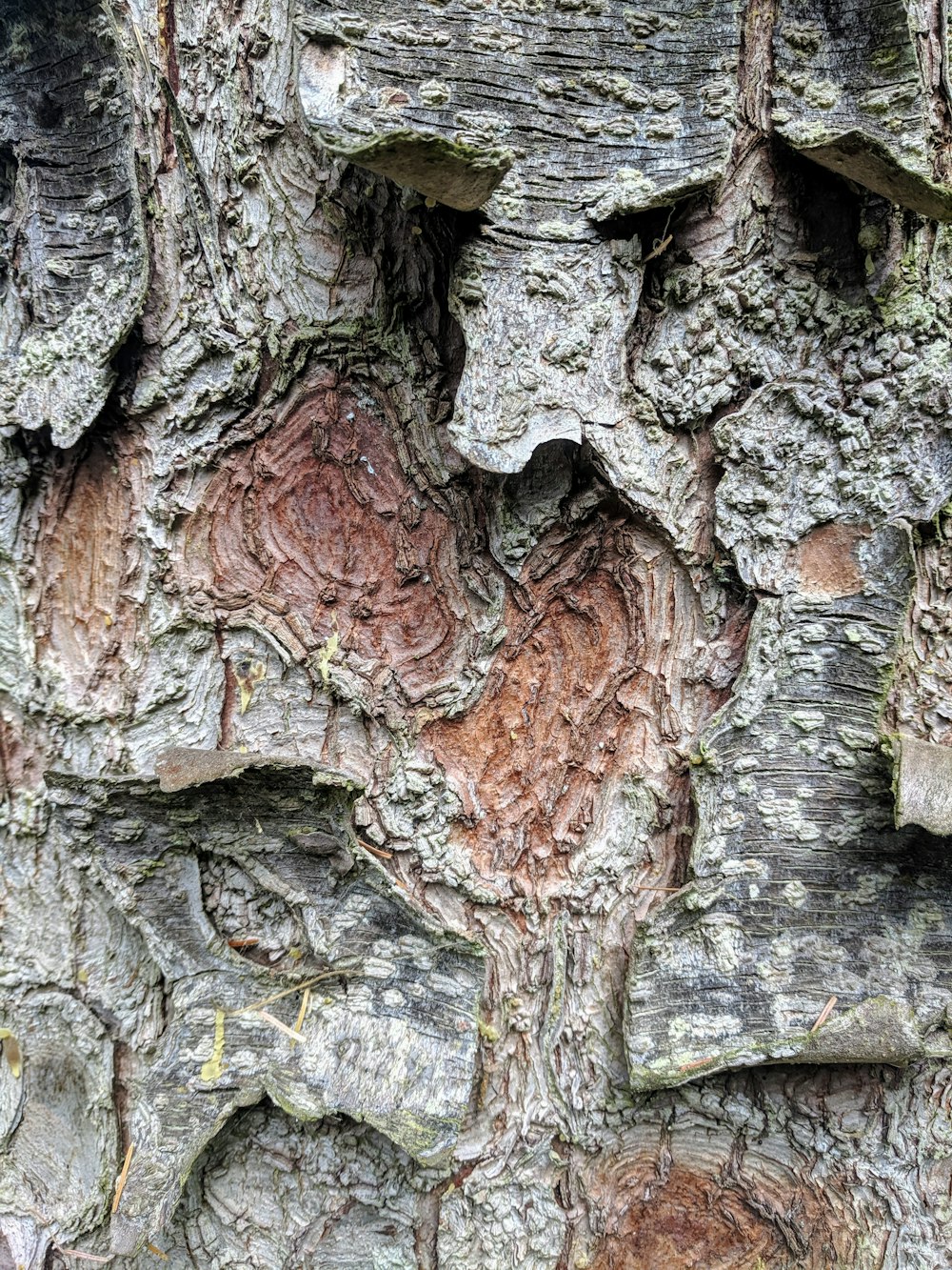 brown and gray tree trunk