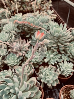 A collection of potted succulents with fleshy leaves arranged in rosette patterns. In the foreground, a succulent has a tall, slender stalk with small, budding flowers that have a pinkish-red hue.