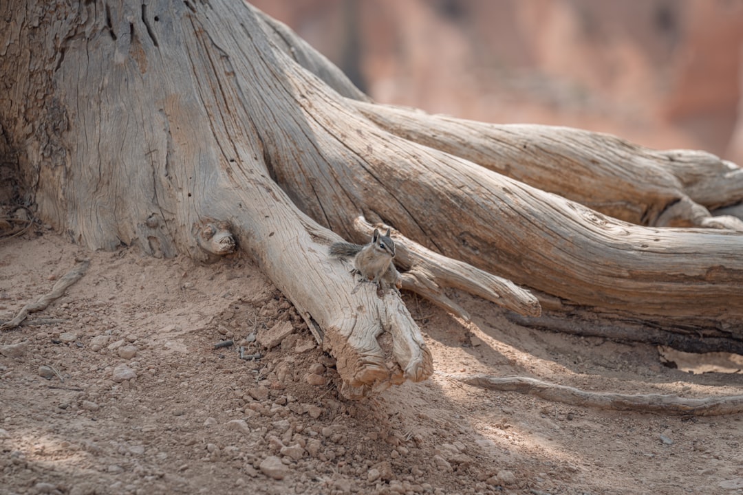 brown wood log on brown soil