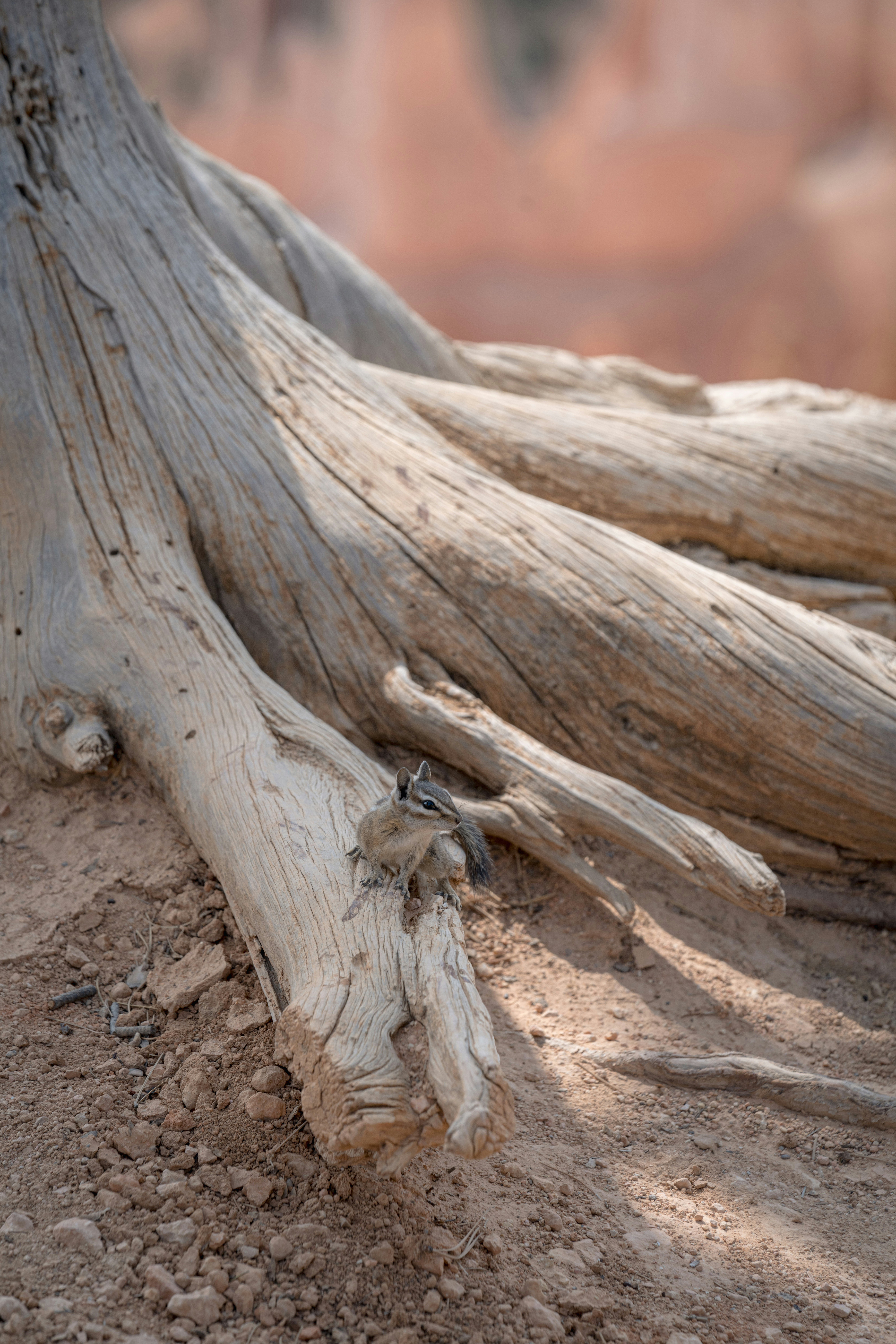 Photo by lauraintacoma