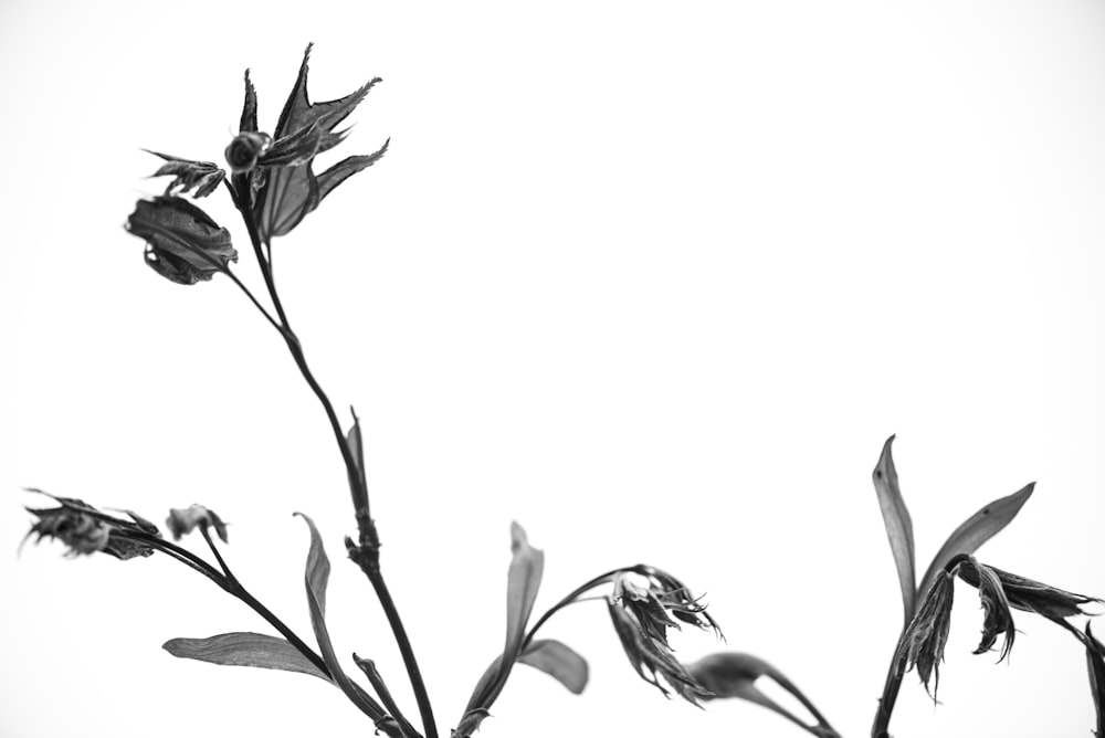 black and white flower sketch