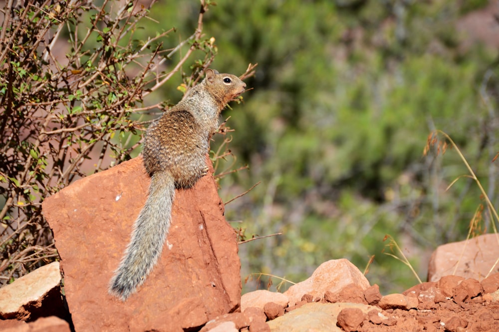 brown squirrel on brown rock during daytime