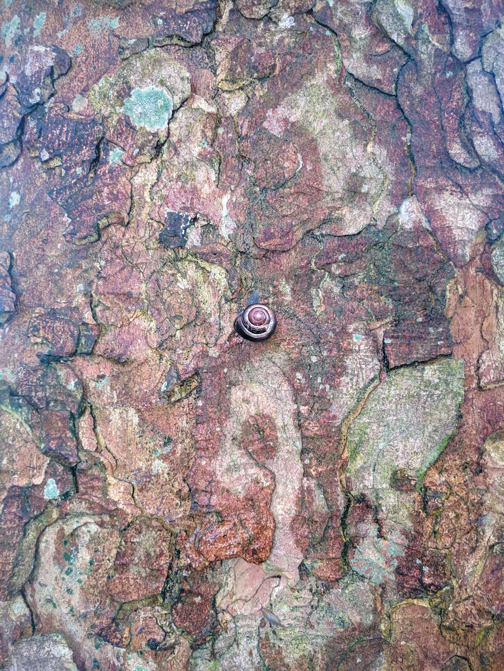 black round metal on brown and gray rock