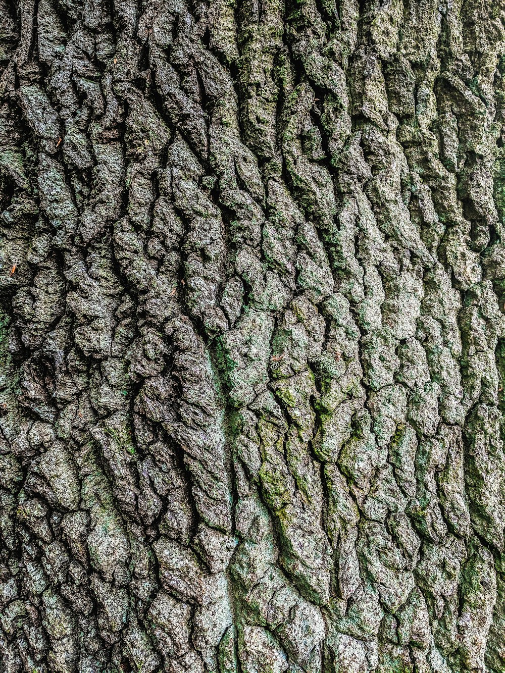 grey and black tree trunk