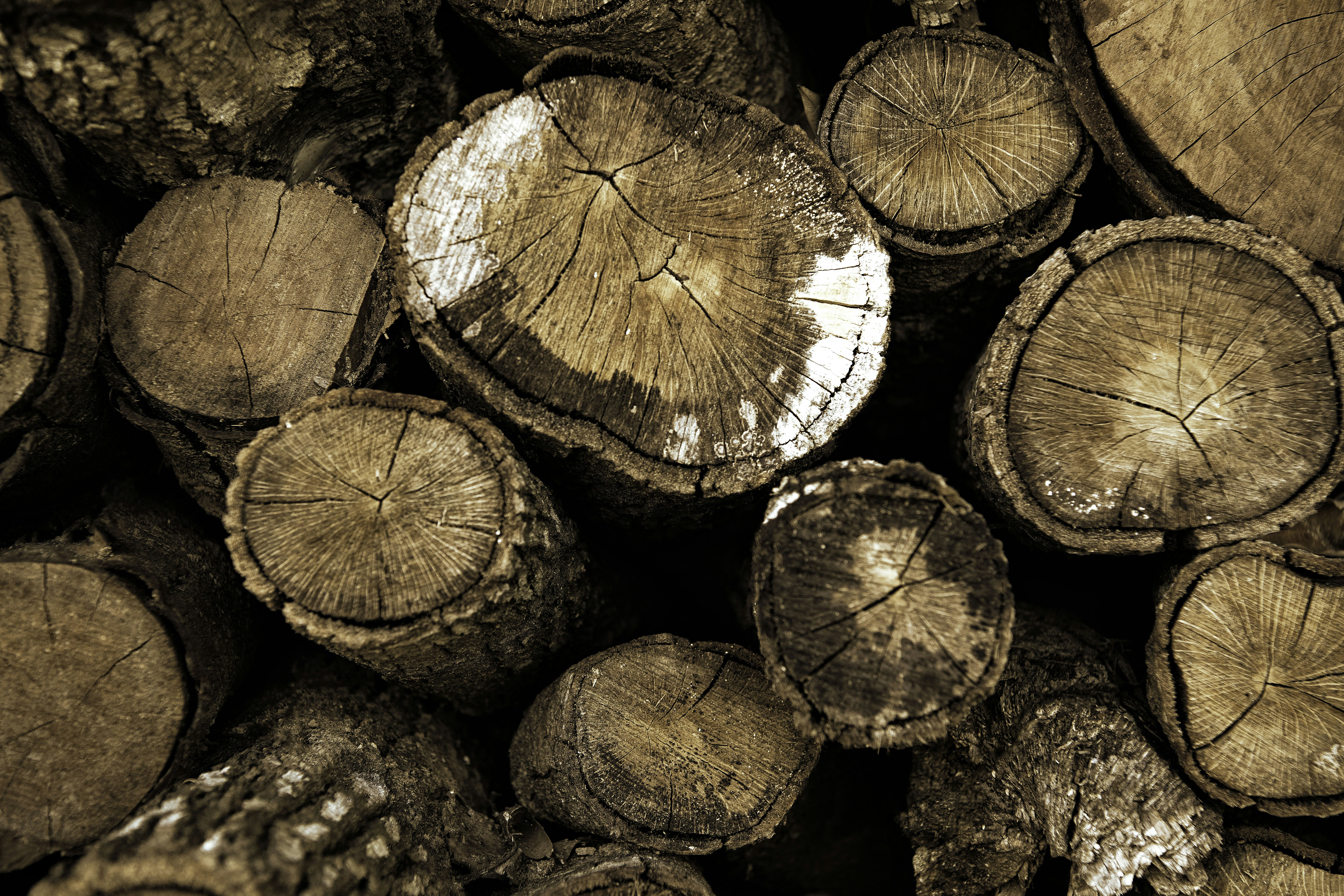 Photo by pekeshorked