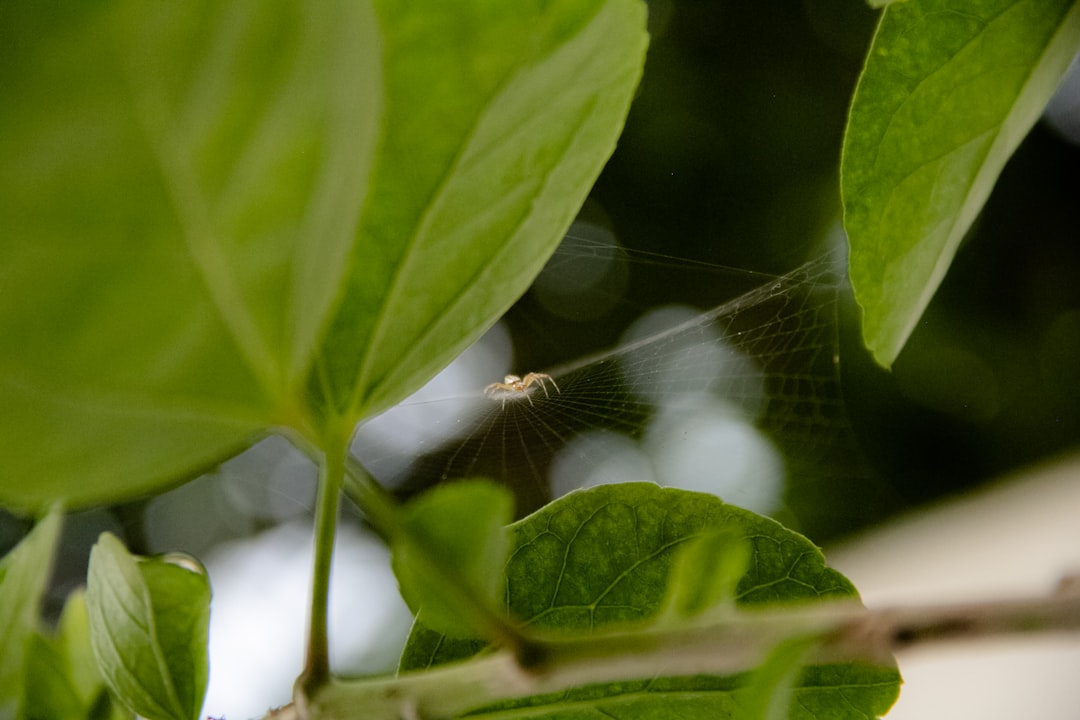 spider on web near green leaf