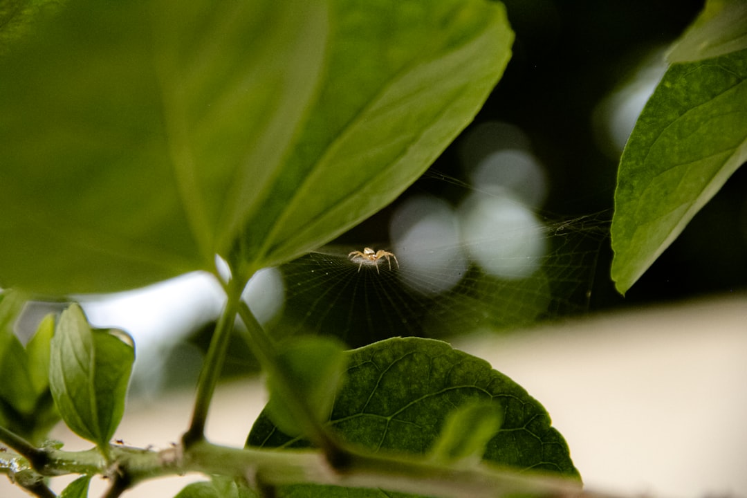 spider on web in close up photography during daytime