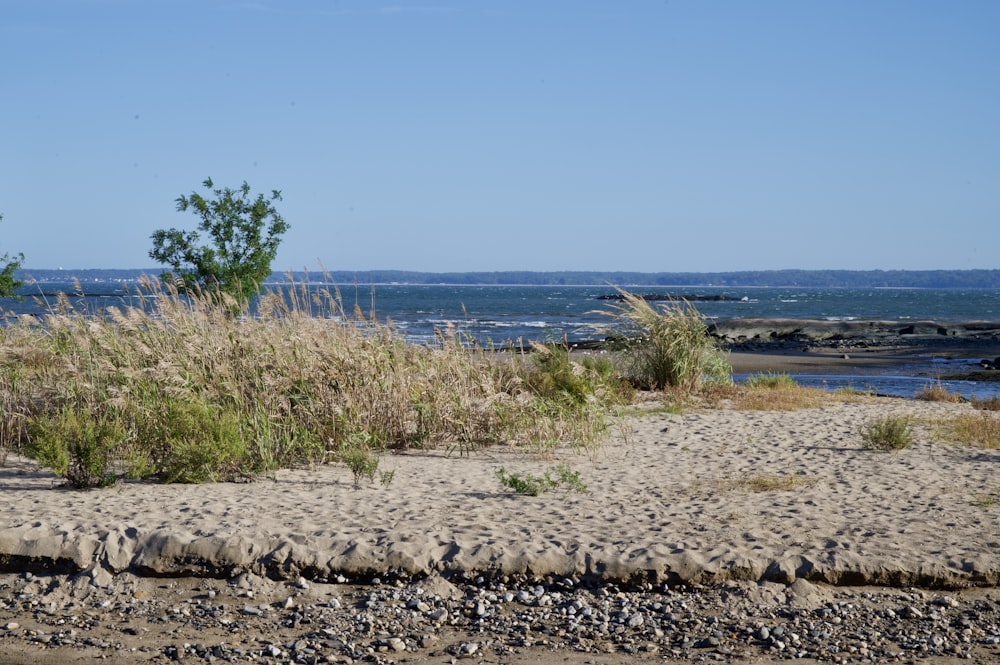 green grass on beach shore during daytime