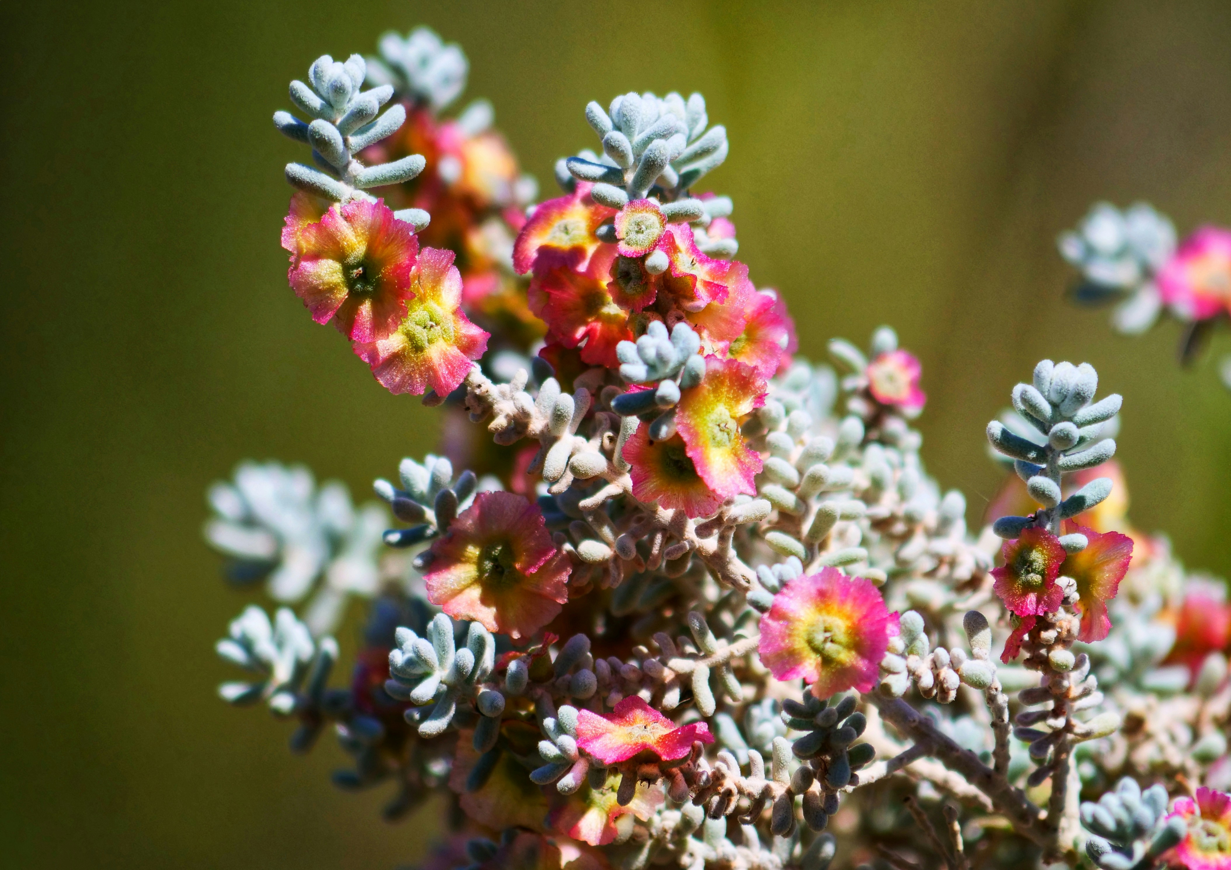 Flores rosas y blancas en lente de cambio de inclinación