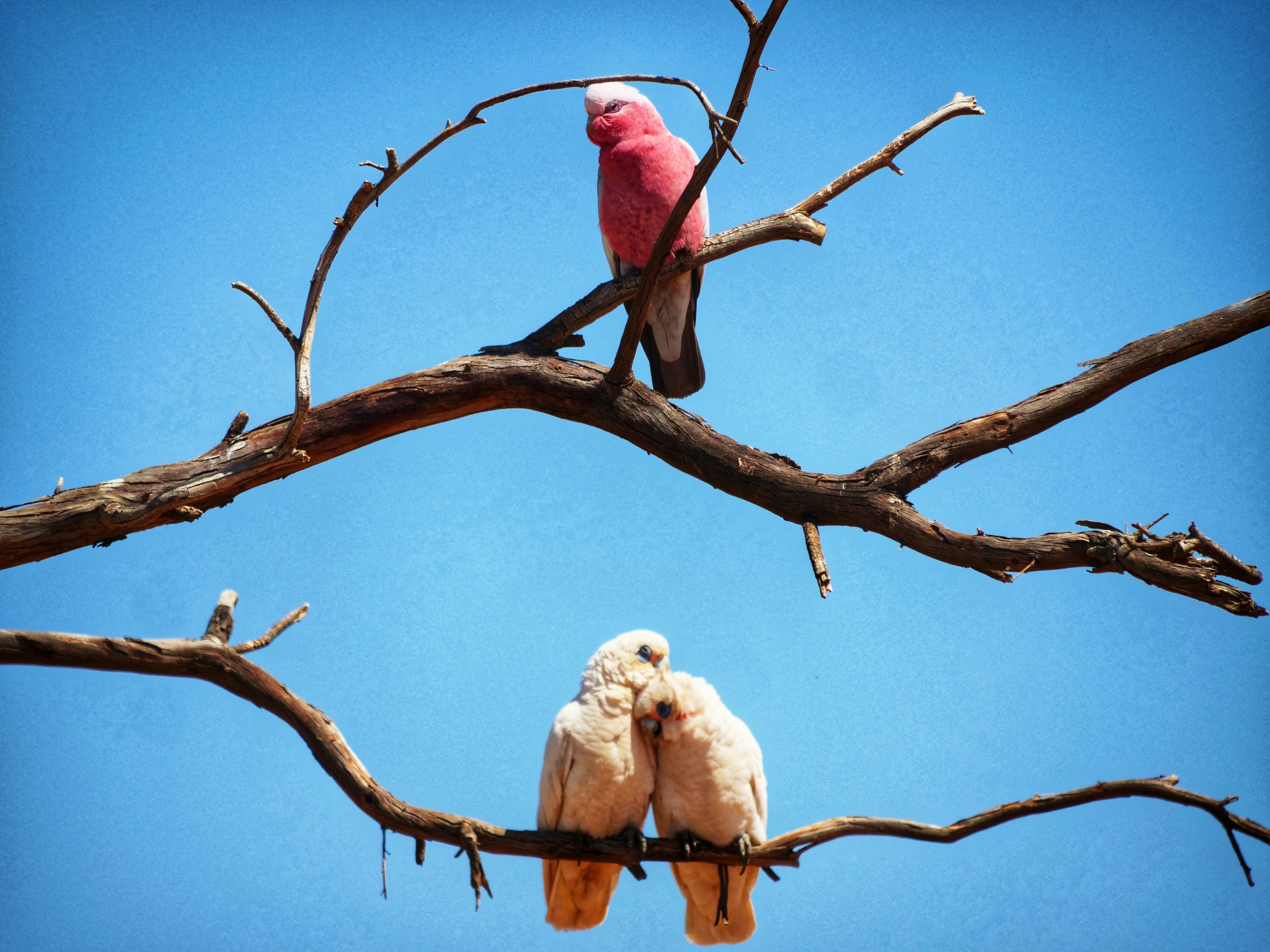 Dos pájaros blancos y rojos en la rama marrón de un árbol