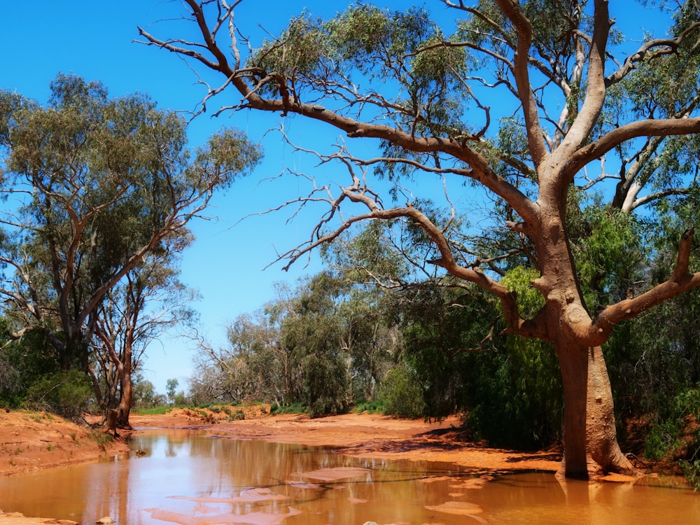 alberi verdi accanto al fiume durante il giorno