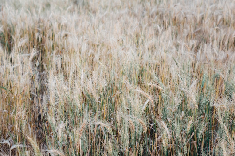 brown grass field during daytime