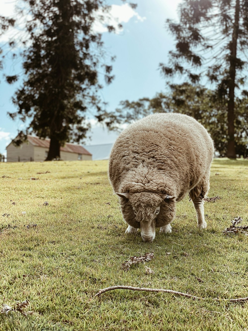 brown sheep on green grass field during daytime