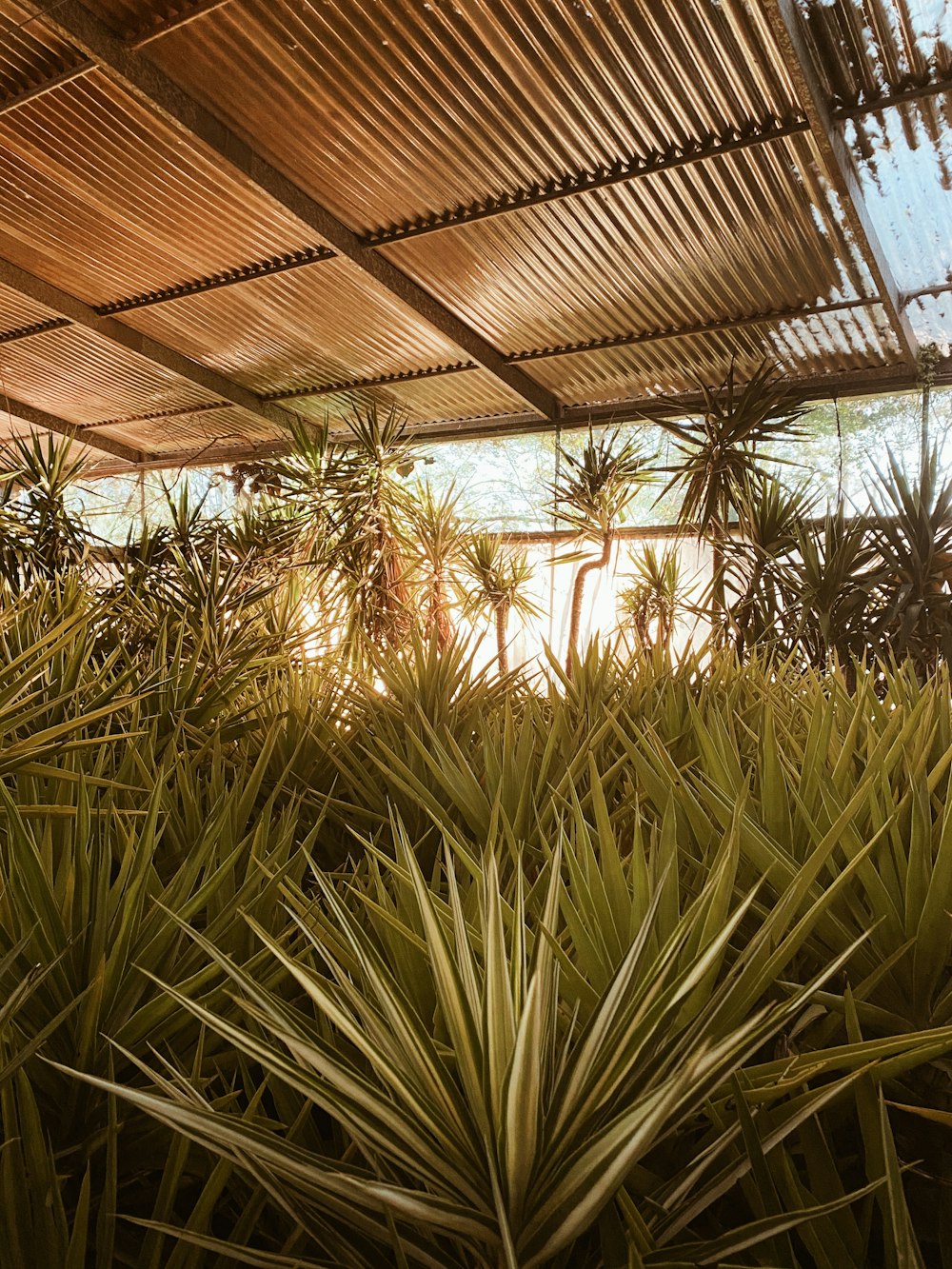 green palm plant near brown roof