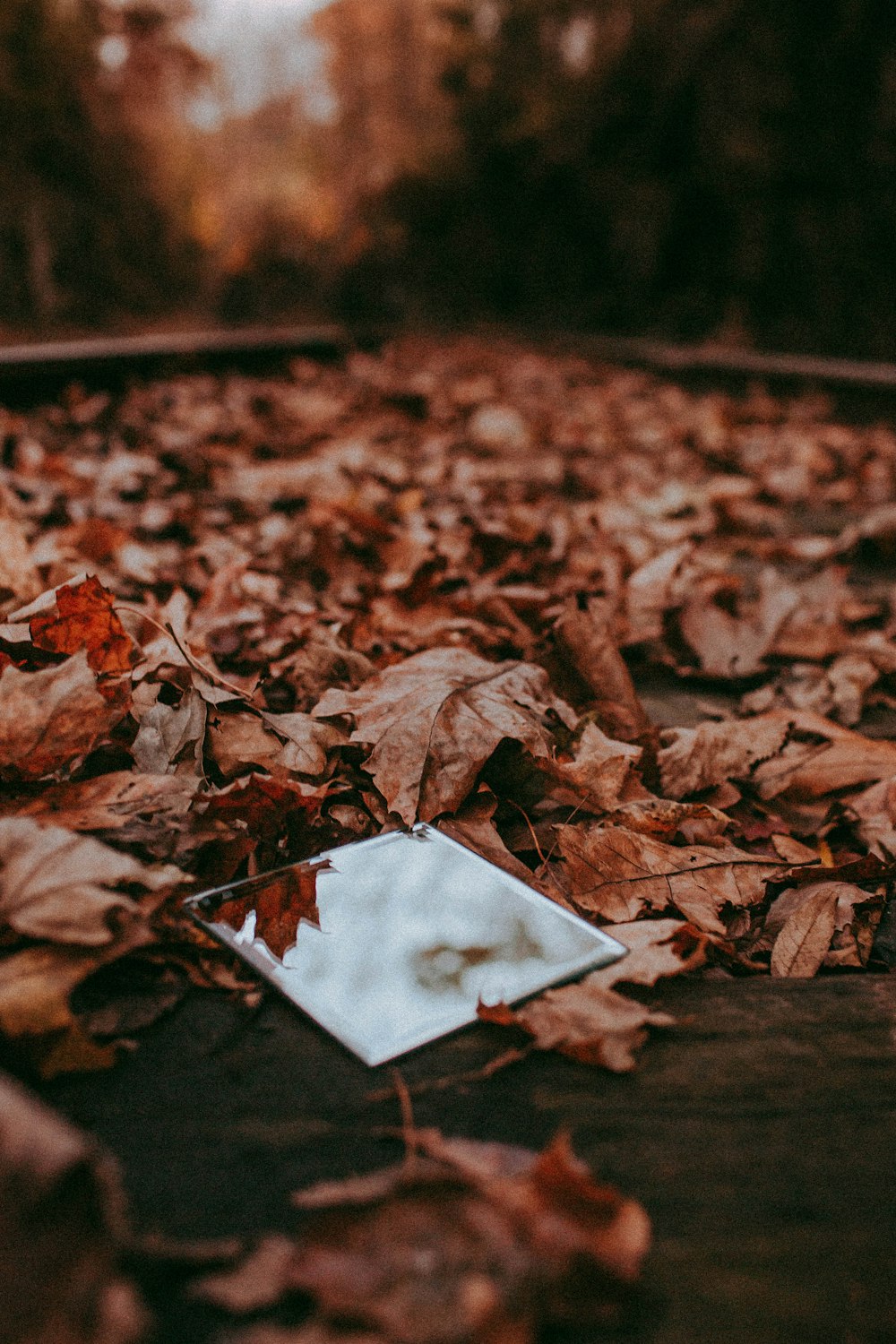 white paper on brown dried leaves