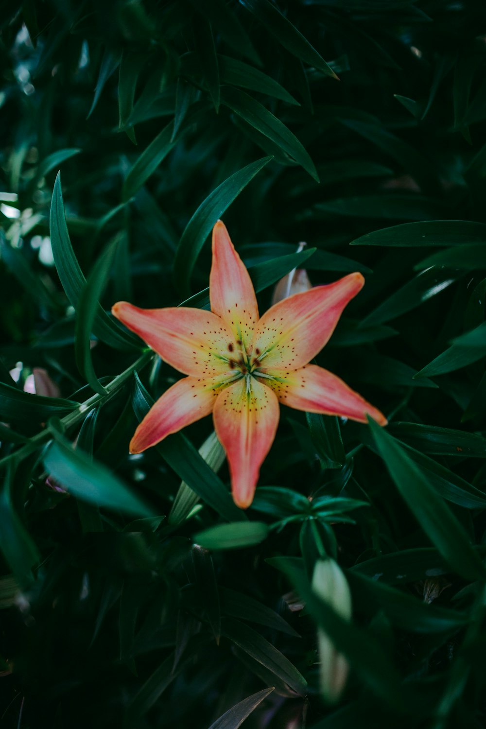 red flower with green leaves