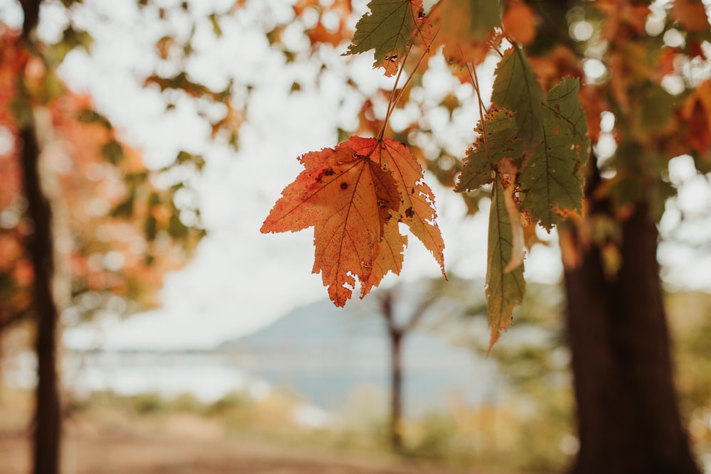 brown and green leaves during daytime